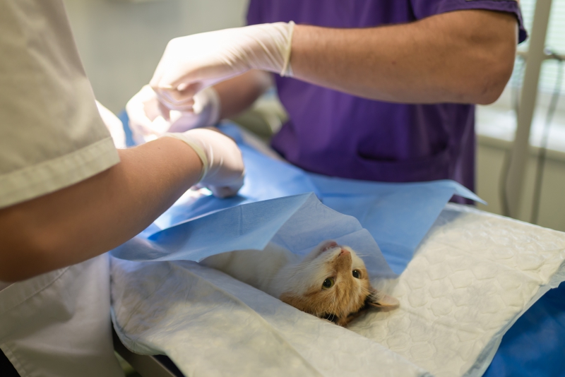 veterinaire-HYERES-min_health-4385852